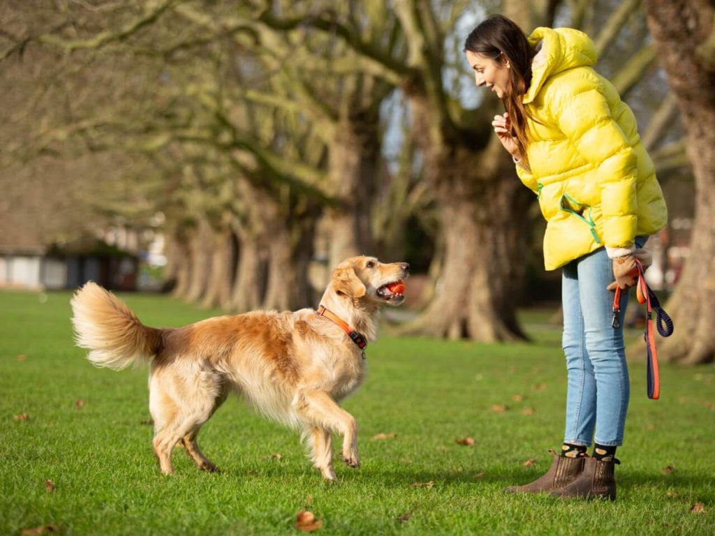Golden Retriever holding an orange tennis ball in its mouth wearing a PitPat Dog Activity Monitor, looking up at their owner in a park