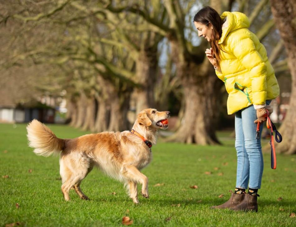 Golden Retriever holding an orange tennis ball in its mouth wearing a PitPat Dog Activity Monitor, looking up at their owner in a park