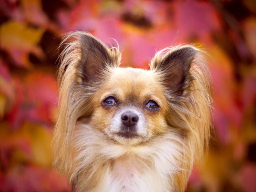 Papillon in front of autumn background
