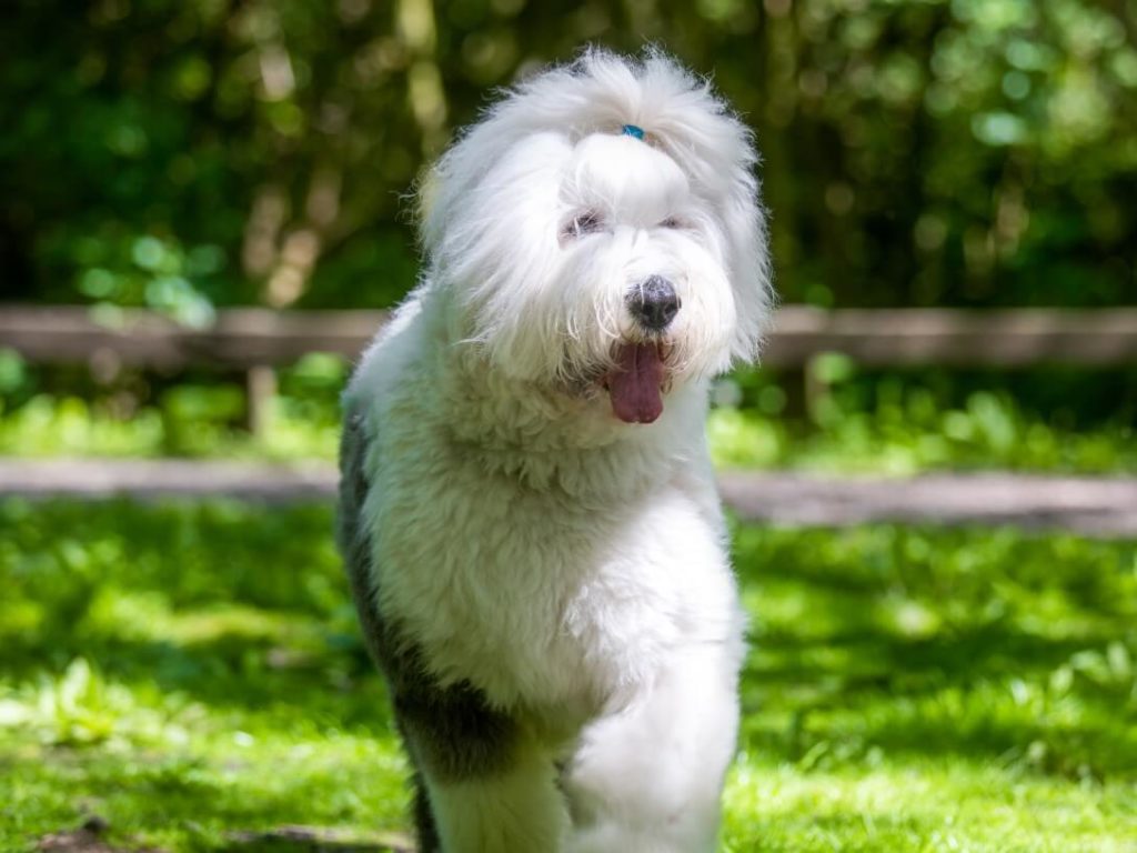 Old English Sheepdog with hairband outside