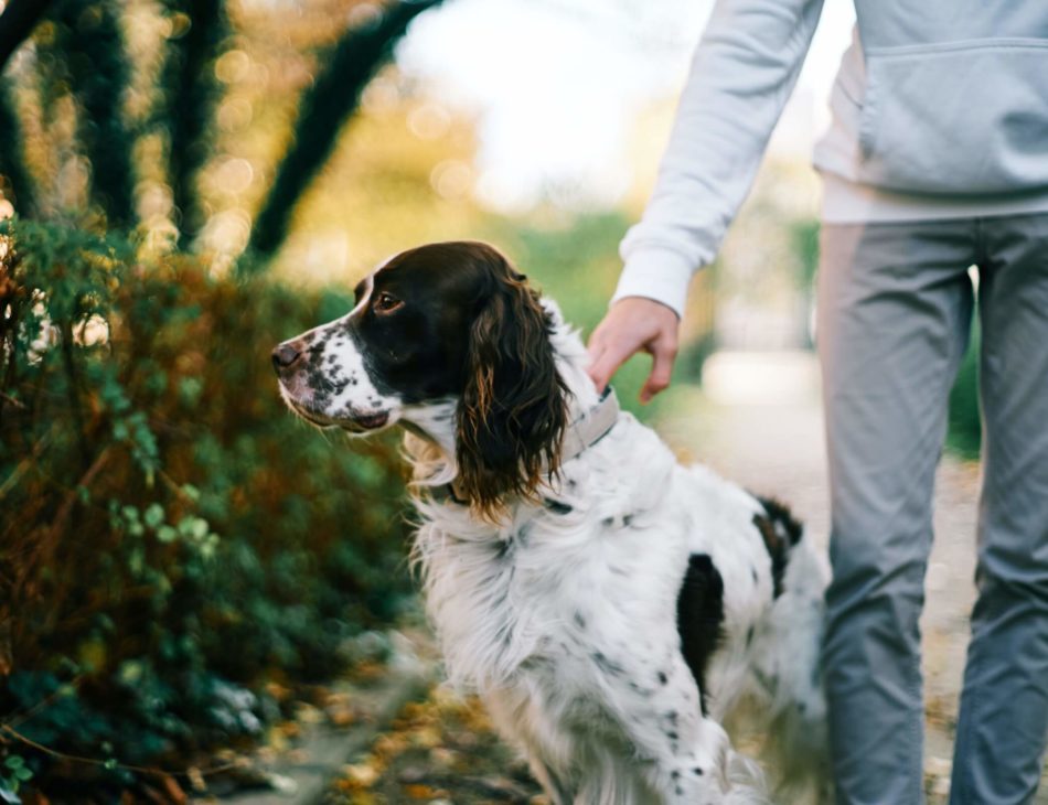 English Setter outside with owner