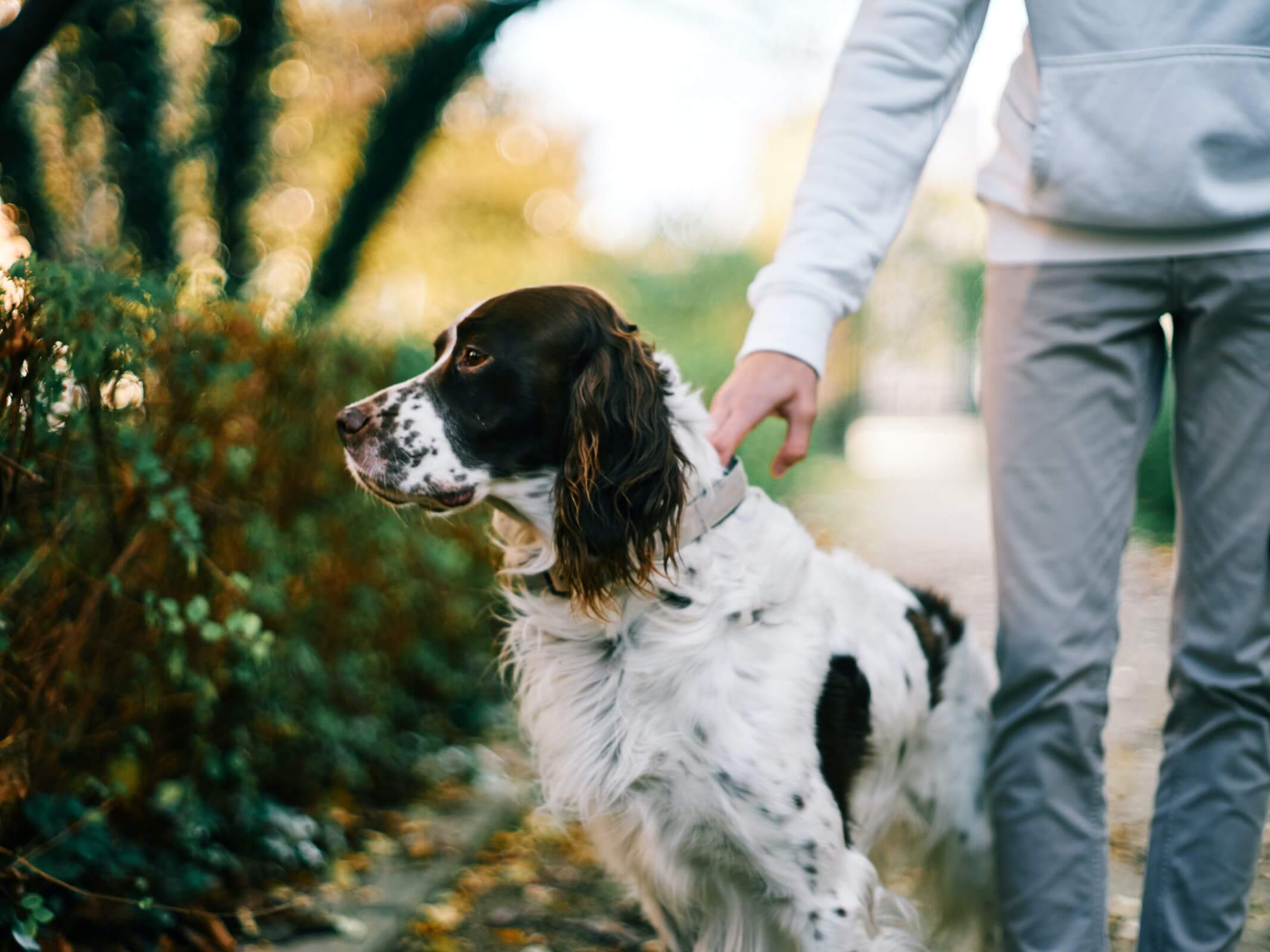 English Setter outside with owner