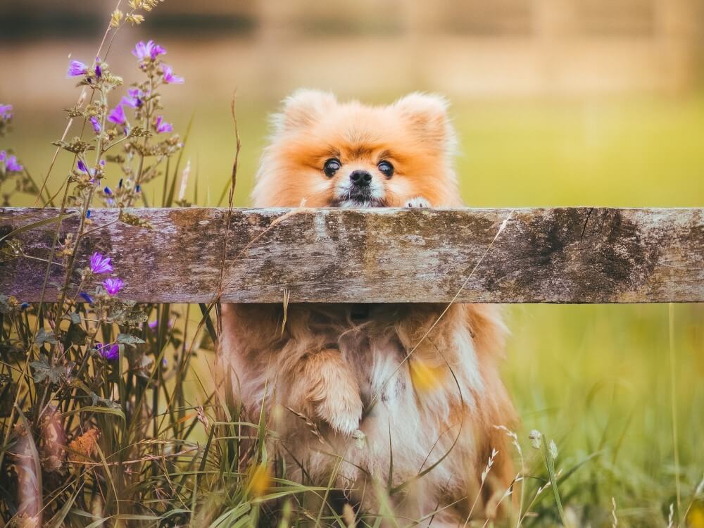 Pomeranian leaning up against wooden fence