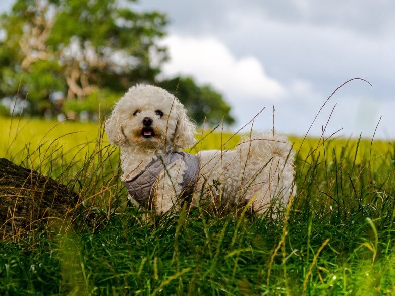 Bichon Frise sitting in field with harness on 