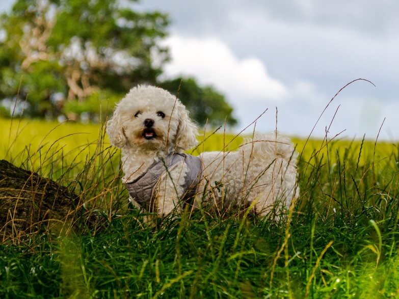 Bichon Frise sitting in field with harness on