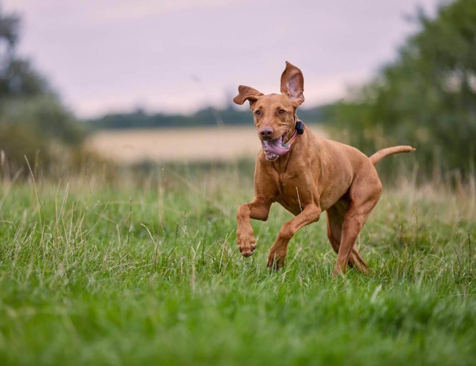 Hungarian vizsla running