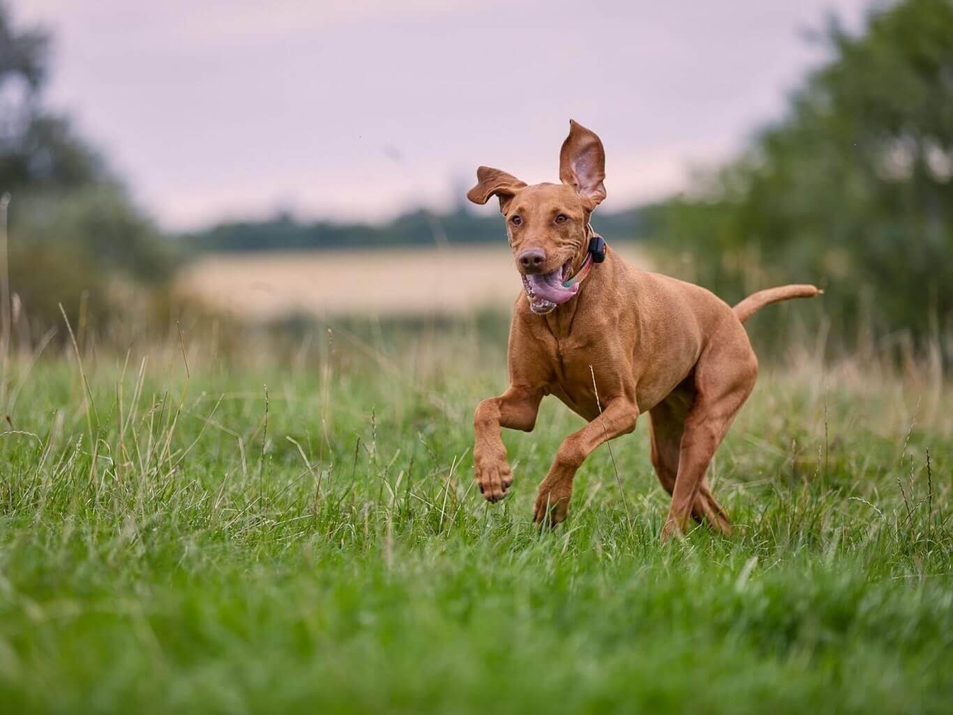 Hungarian vizsla running