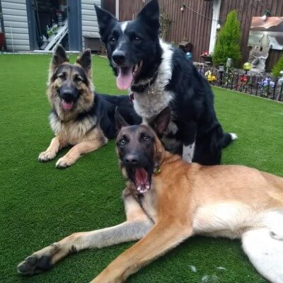 Group of 3 dogs in garden