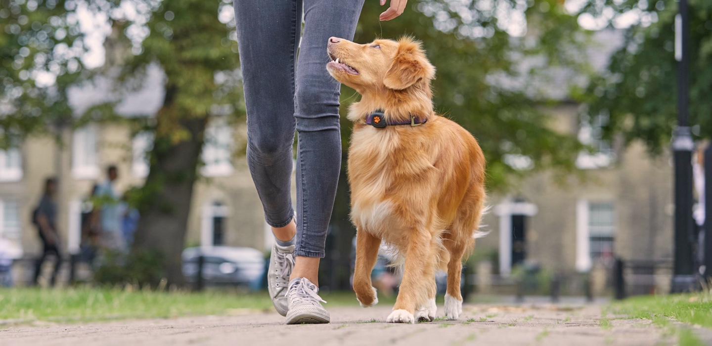 Duck Toller Retriever walking with owner