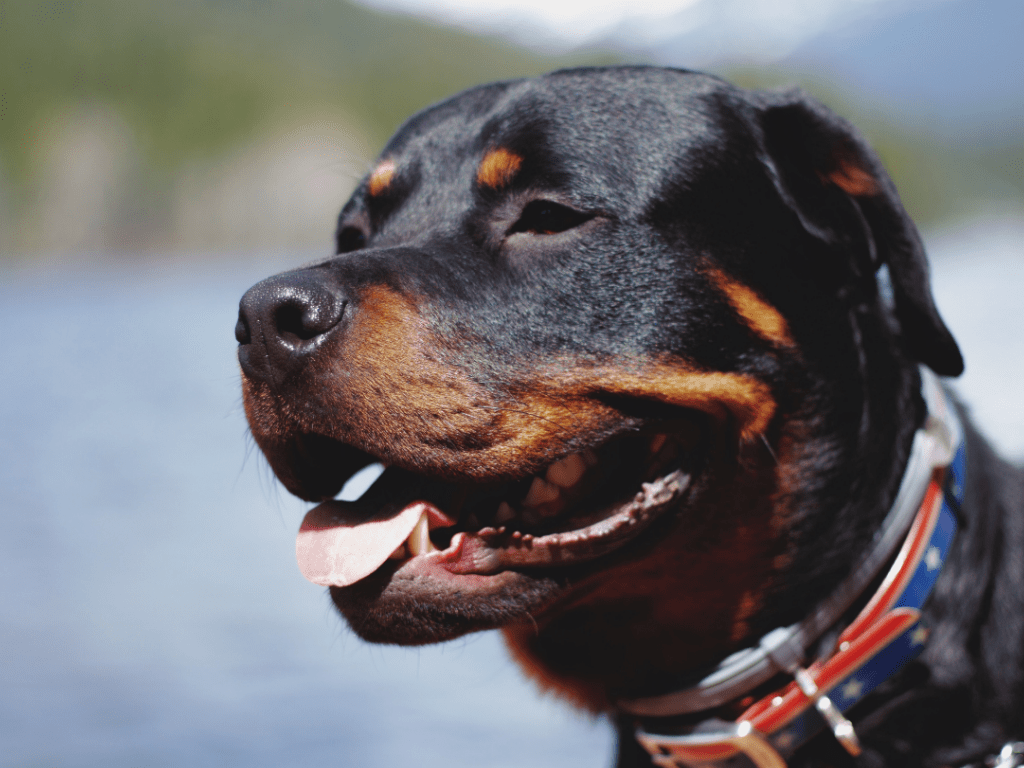 are rottweilers expensive to keep