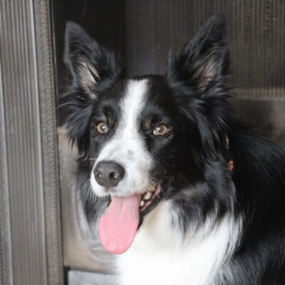 border collie wearing a pitpat