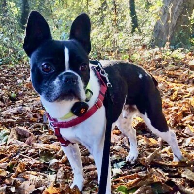 Boston Terrier wearing a PitPat