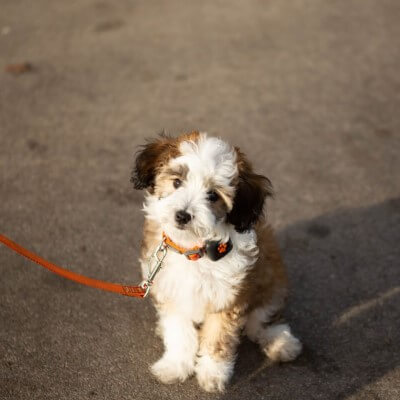 cockapoo puppy wearing a pitpat