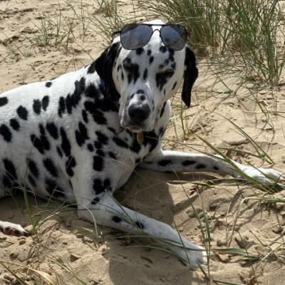 Dalmatian on a beach