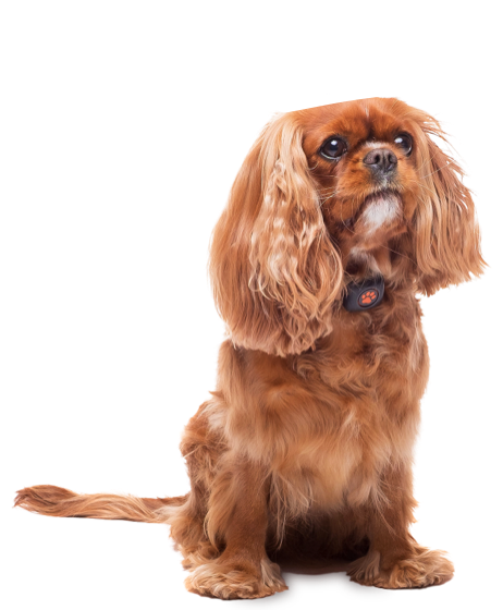 King Charles Cavalier Spaniel wearing a PitPat