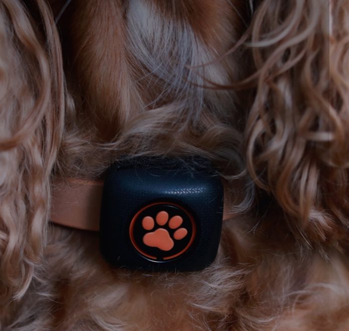 pitpat dog activity monitor close up on collar