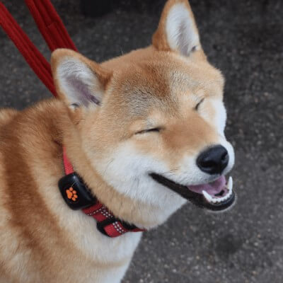 shiba inu wearing a pitpat
