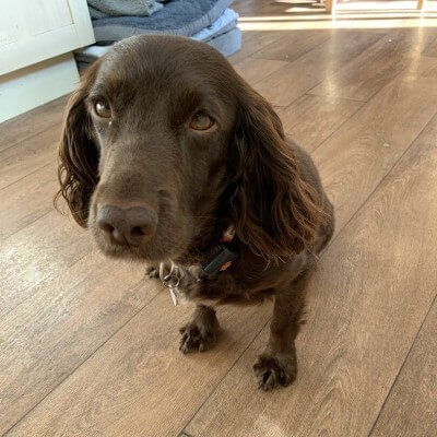 Spaniel in kitchen