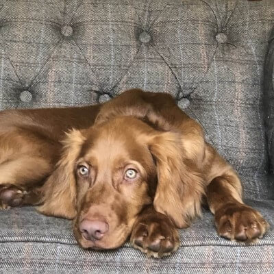 Vizsla x Setter lying on sofa