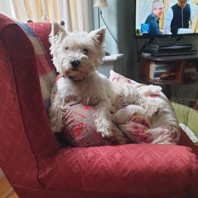West Highland White Terrier sitting on chair wearing a PitPat