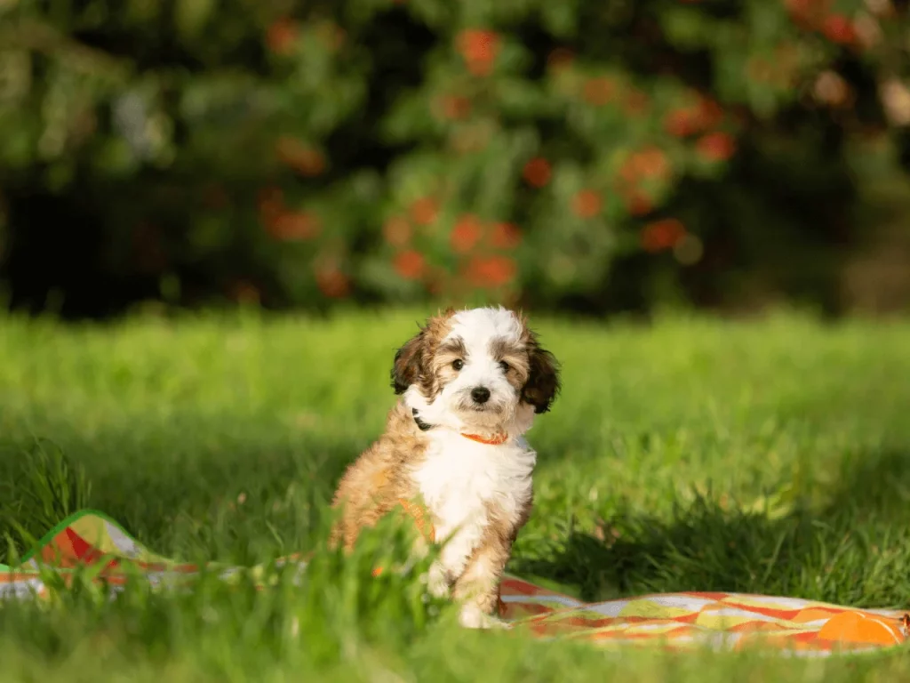 Cockapoo puppy sitting on a picnic blanket