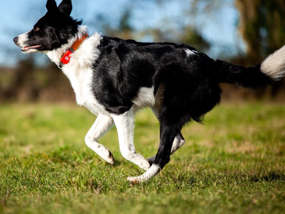 Border Collie running wearing a PitPat