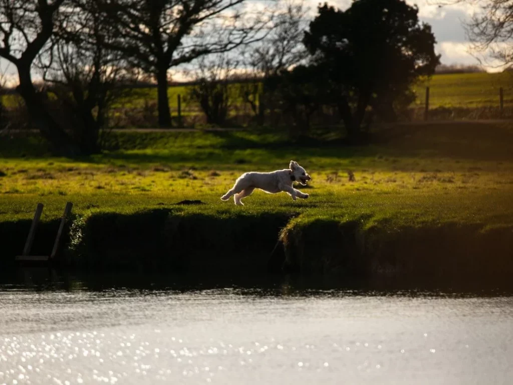 Cockapoo running in field by river wearing a black PitPat GPS Tracker
