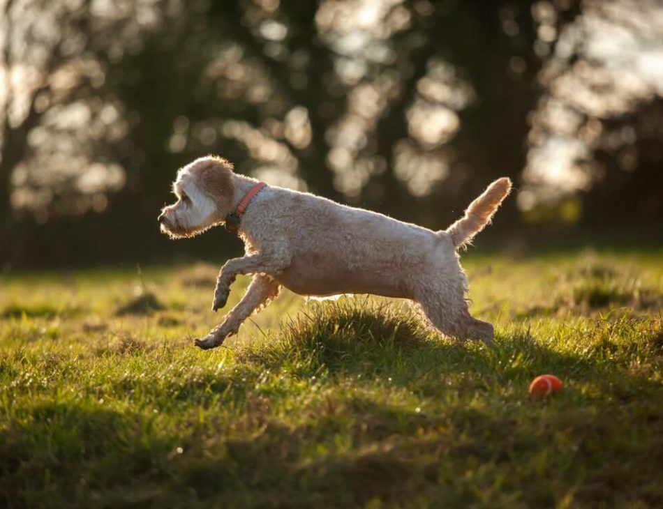 Cockapoo running in field wearing a black PitPat Dog GPS Tracker