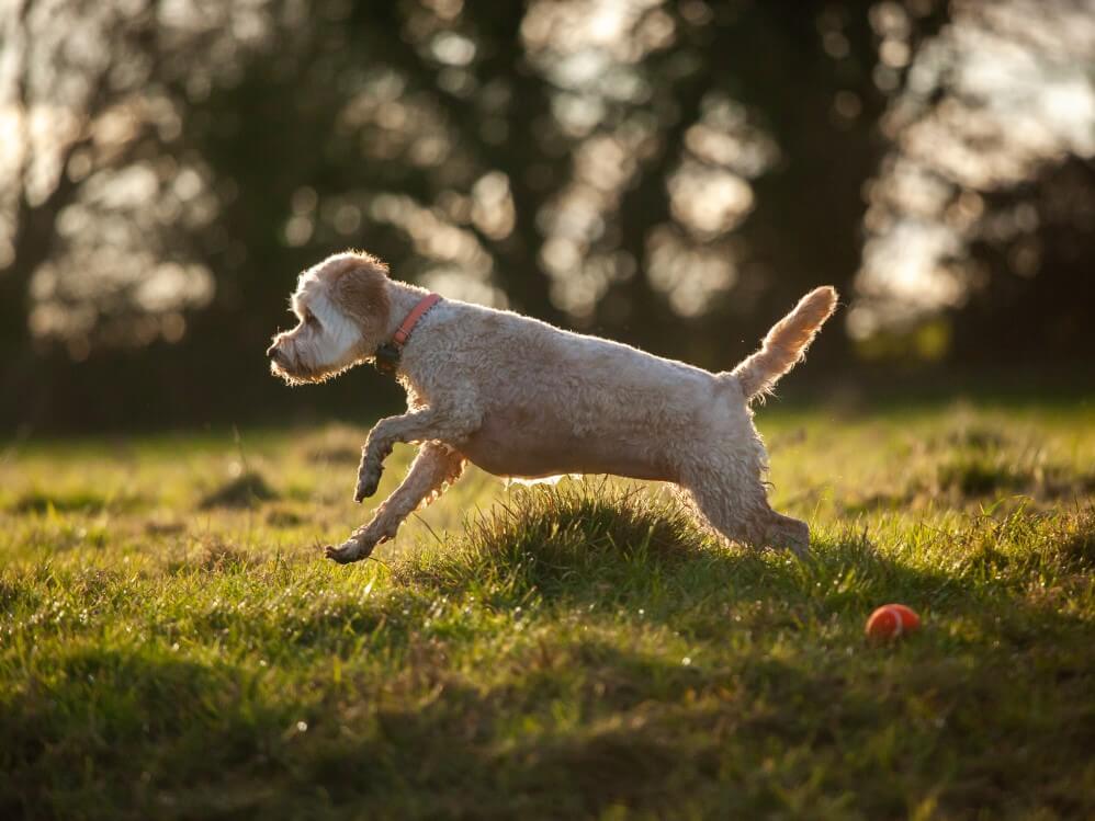 Cockapoo running in field wearing a black PitPat Dog GPS Tracker