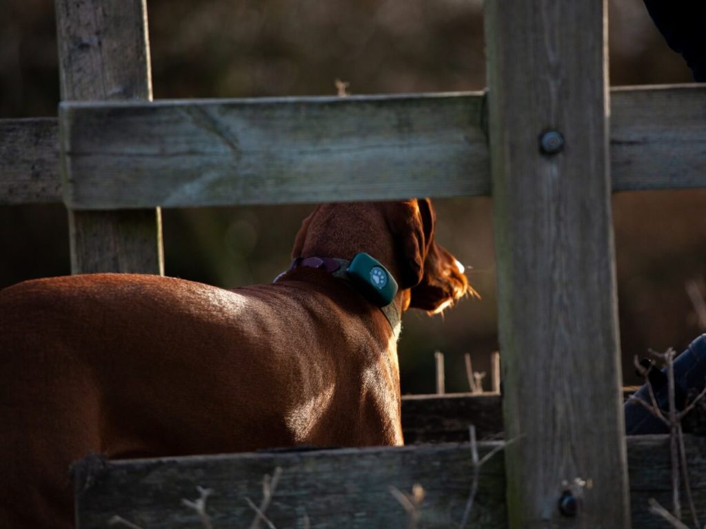 Vizsla wearing a PitPat GPS