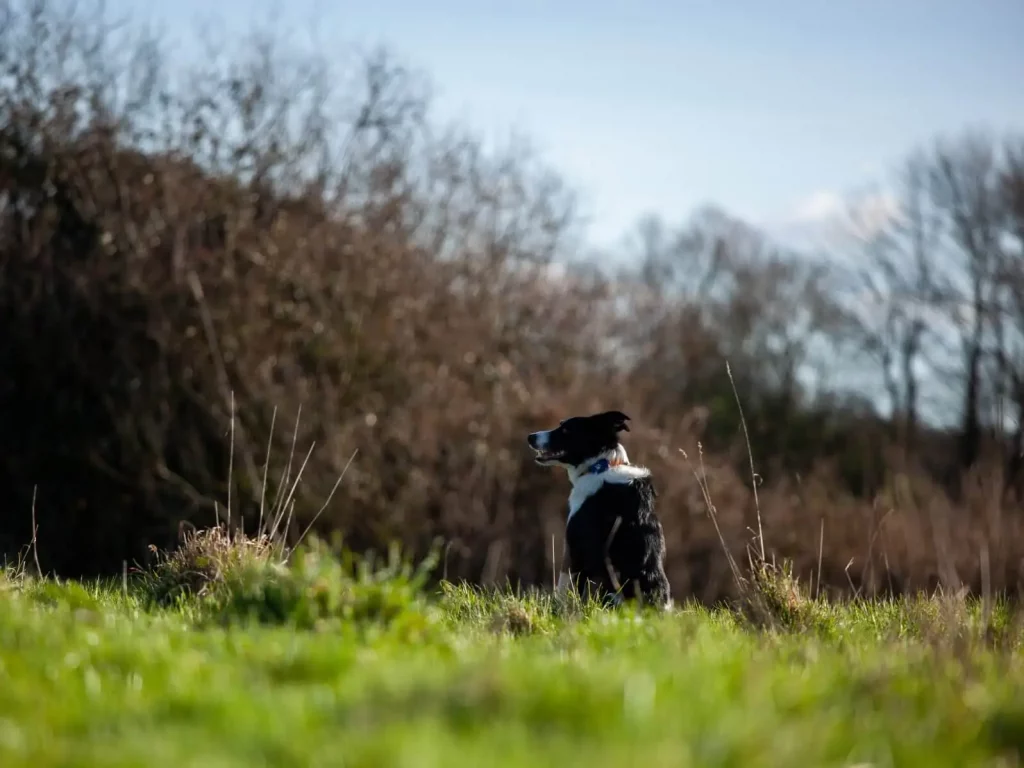 Border Collie sat in field