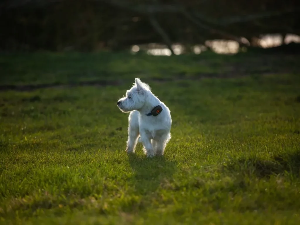 West Highland White Terrier in field