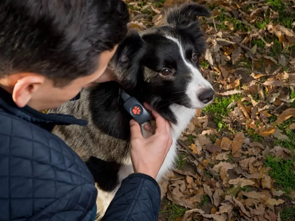 Man putting PitPat GPS on Border Collie's collar