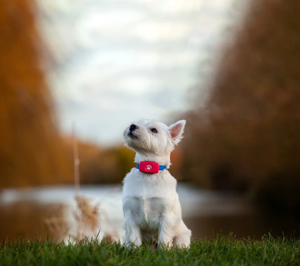 West Highland White Terrier wearing PitPat