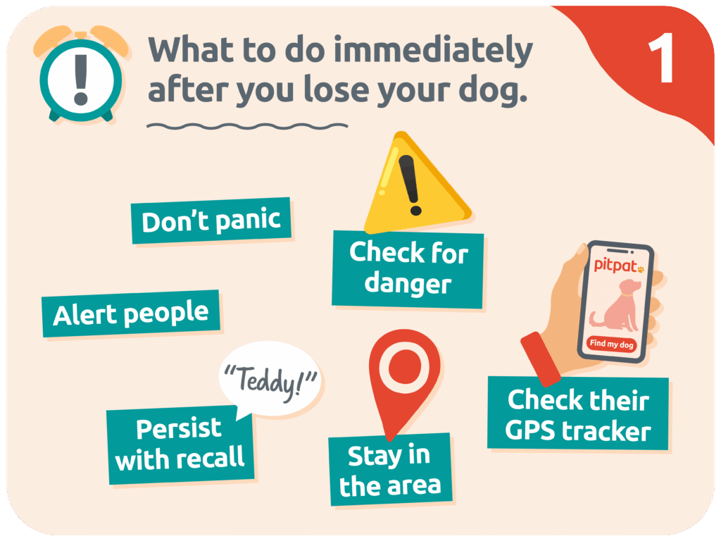 What to do if you have lost your dog.