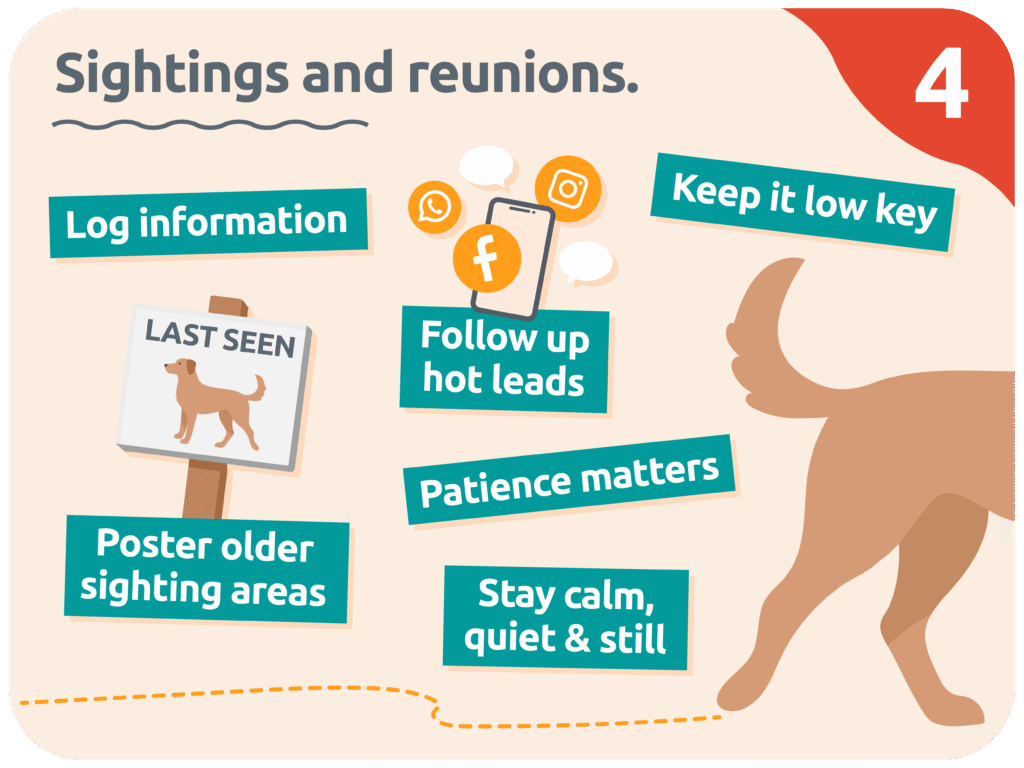 What to do if you have lost your dog - sightings and reunions