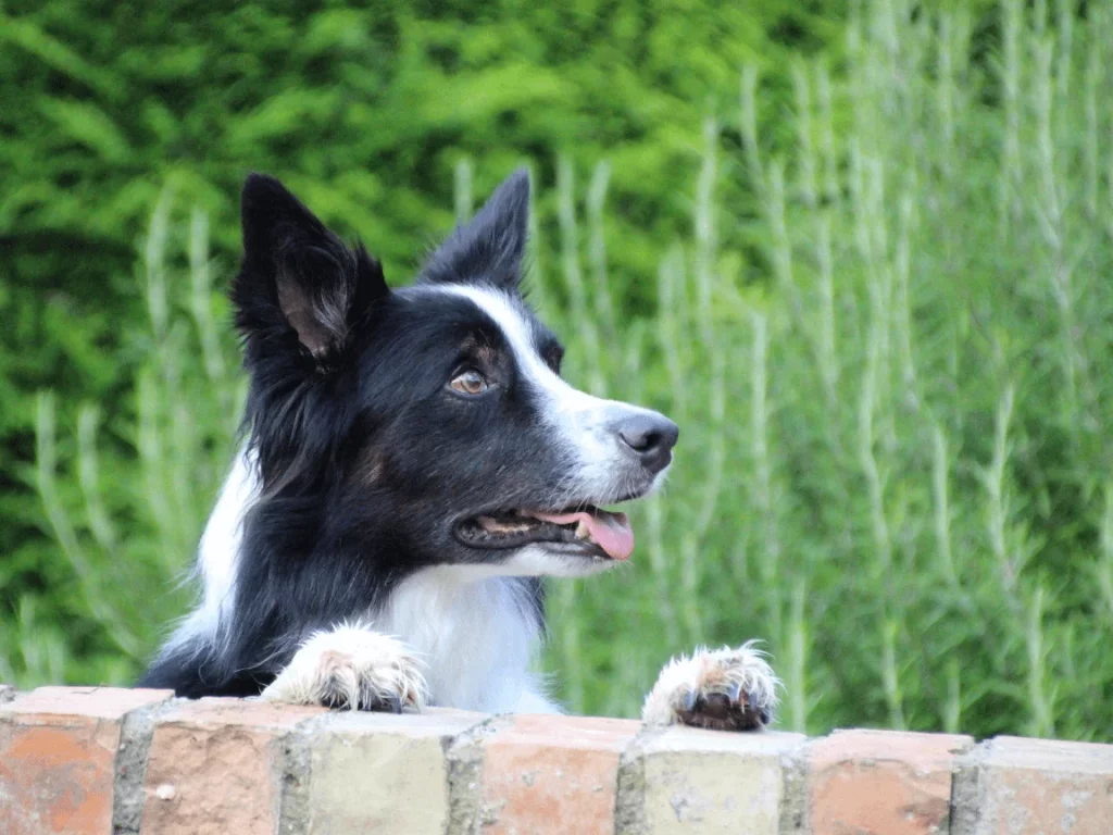 Border Collie peeking over a wall