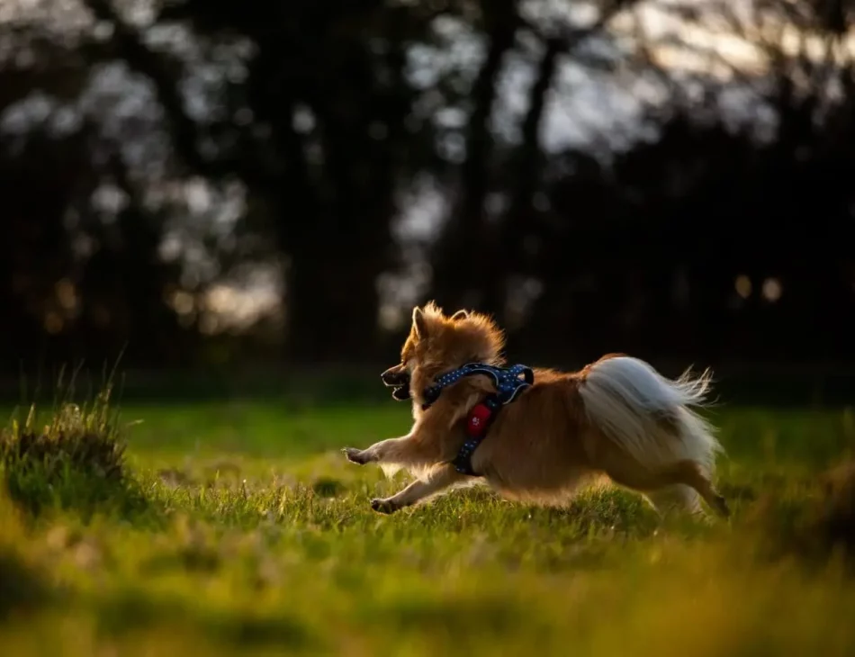 Pomeranian running in field