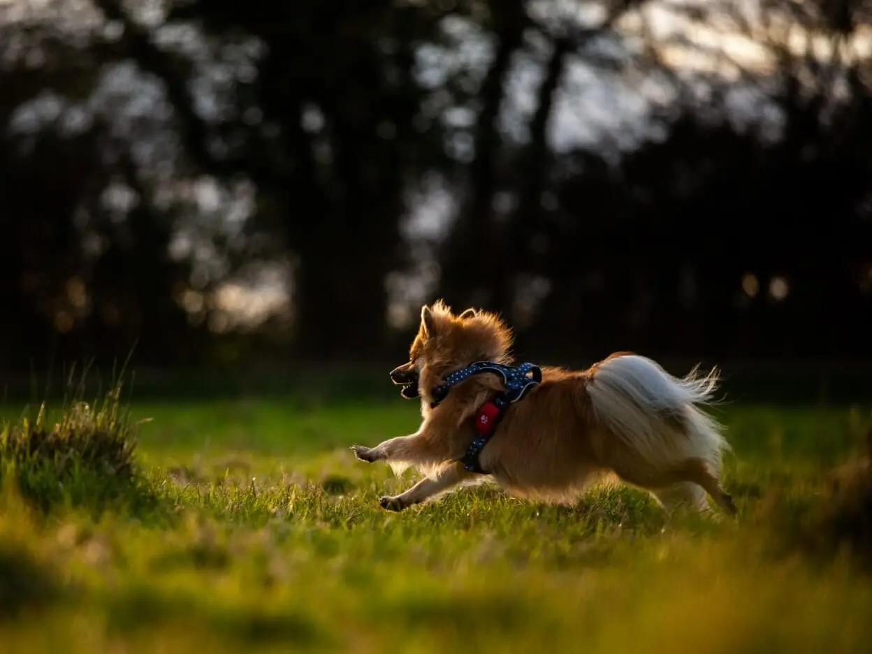 Pomeranian running in field
