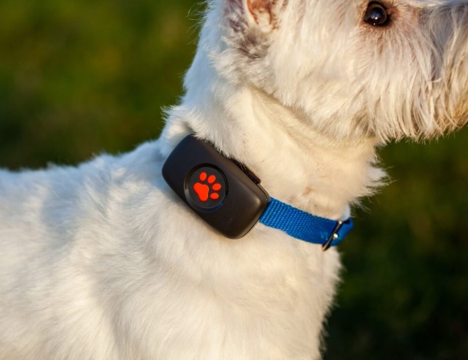 West Highland White Terrier wearing a PitPat