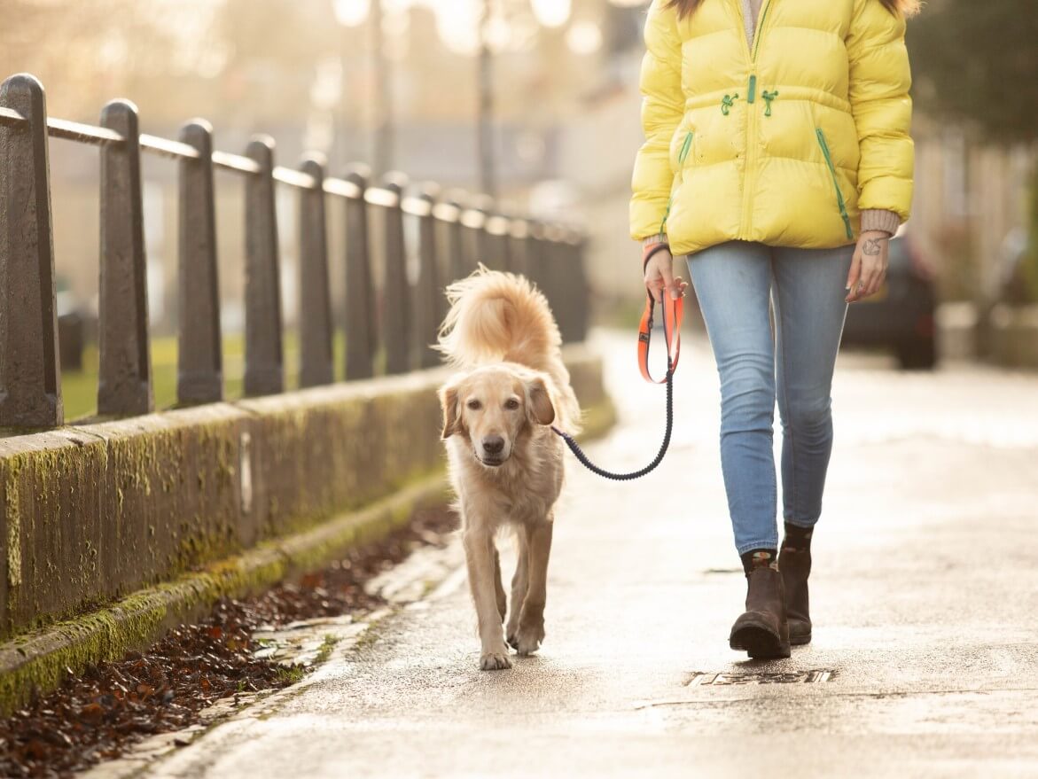 Dog Dementia: How to spot symptoms and when to visit the vet - PitPat