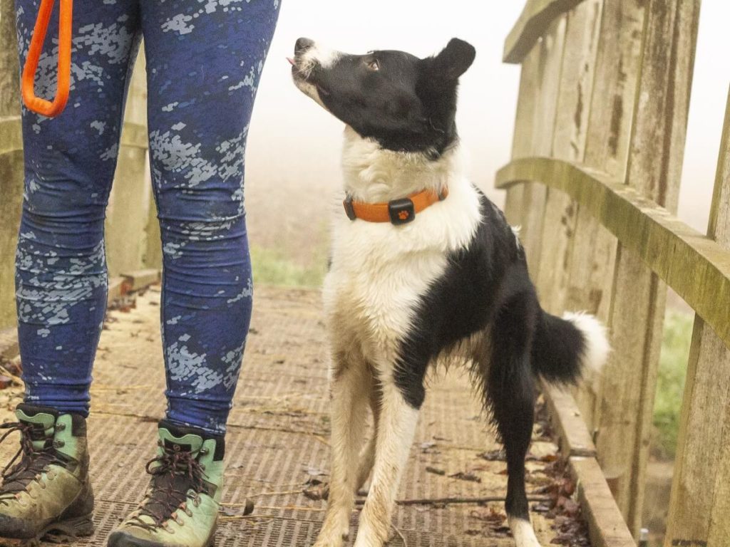 Border Collie looking up at owner