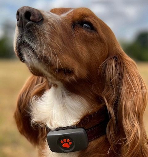 Cocke Spaniel wearing a PitPat GPS