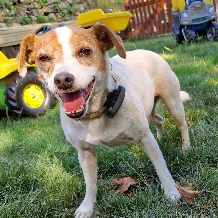 Jack Russell Terrier wearing a PitPat