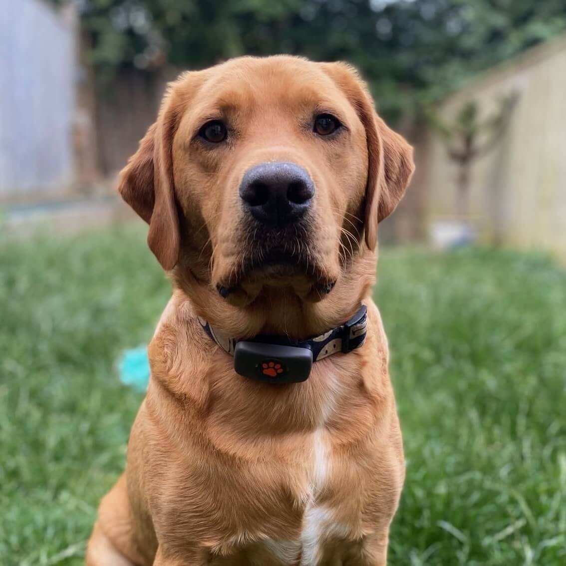 Goldan Labrador wearing a PitPat GPS