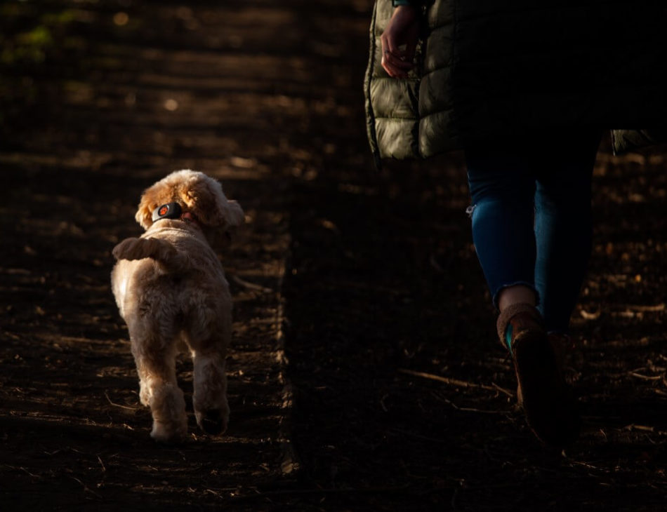 cockapoo and woman walking in dark woods