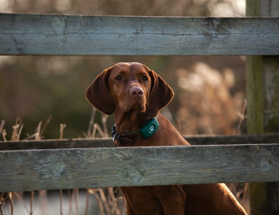 Vizsla looking through a fence wearing a green PitPat GPS