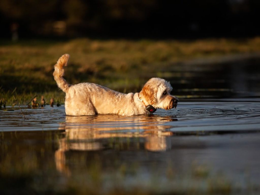 Cockapoo walking into water wearing a PitPat GPS