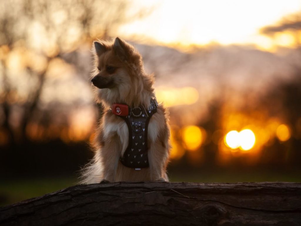 Pomerian wearing PitPat GPS with sunrise