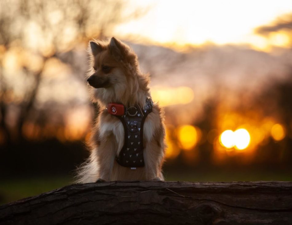 Pomerian wearing a pink PitPat Dog GPS Tracker with sunset